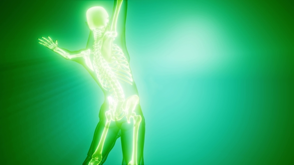 Human Bones Radiographic Scan alt