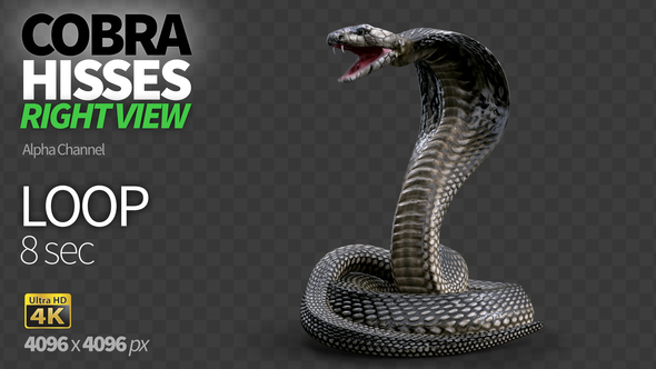 Cobra Right View Hisses alt