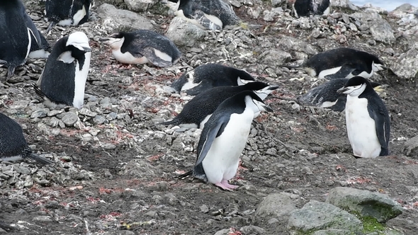 Chinstrap Penguins on the Nest