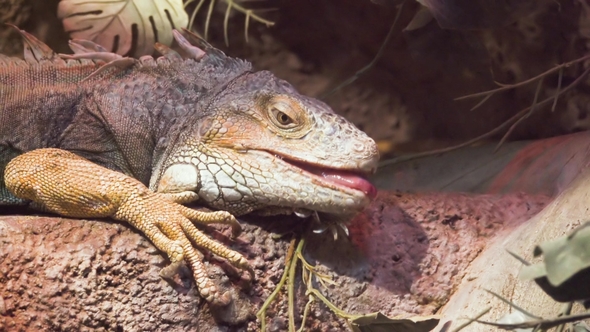 Iguana  Frozen and Looks Into the Camera in