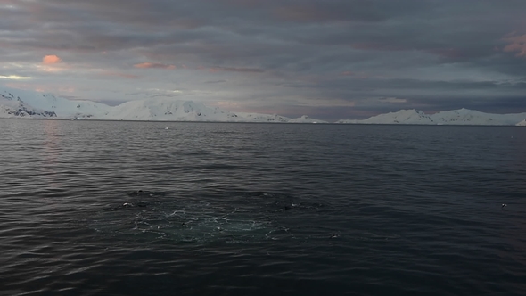 Humpback Whale Feeding Krill