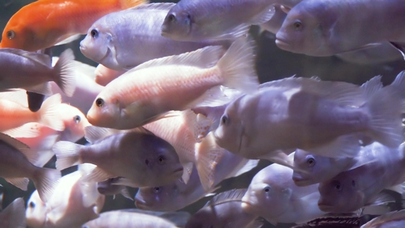 Colorful Aquarium Fishes Running on Food in