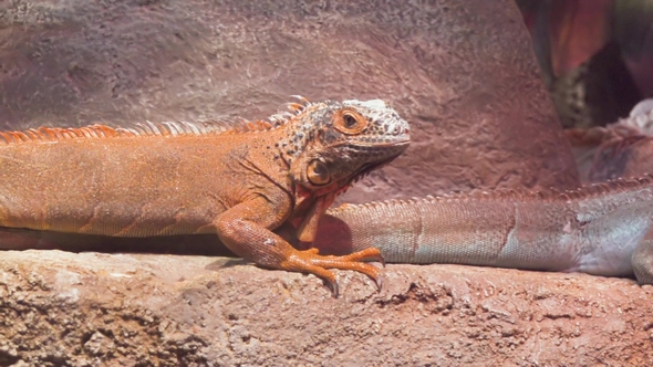 Iguana  Frozen and Looks Into the Camera in