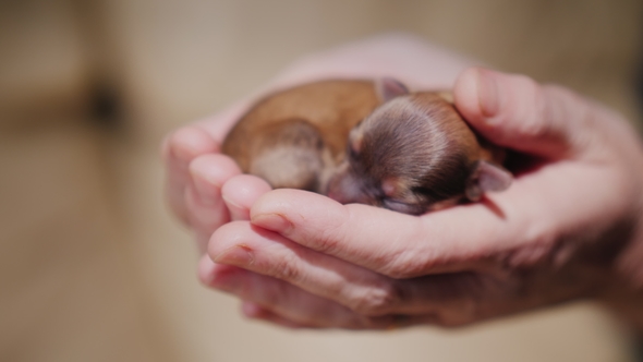 A Newborn Puppy Lies in the Palms of the Hands. Protection and Care Concept