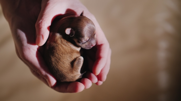 A Small Newborn Puppy Sleeps in the Palm of Your Hand