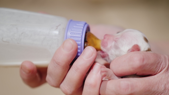 A Woman Is Feeding From a Bottle of a Newborn Puppy. Caring and Protection Concept