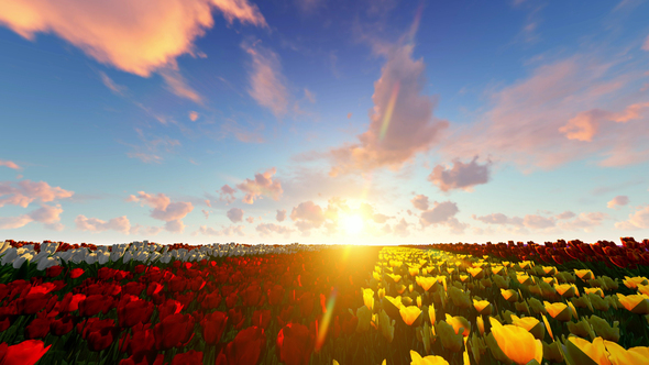Sunrise Over Tulip Field