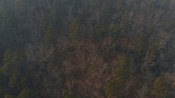 Smoke Over Forest from Controlled Burn