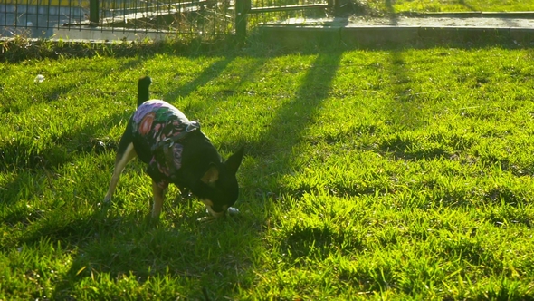 Little Dog Playing with a Stick