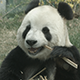 Giant Panda Bear Eating Bamboo - VideoHive Item for Sale