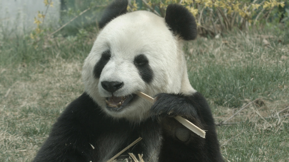 Giant Panda Bear Eating Bamboo