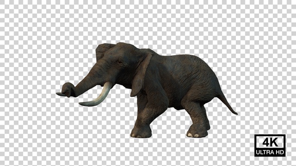 Elephant Death Side View