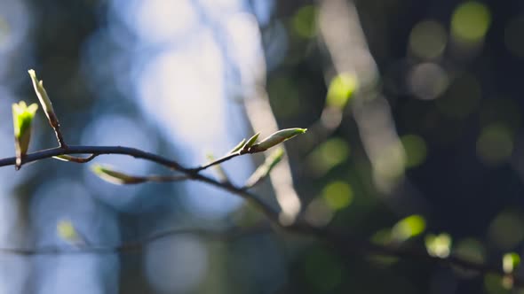 Panning close-up of thin tree branch with green buds in sunlight