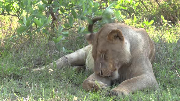 A young male lion panting and grooming in the shade in hot conditions in Africa.