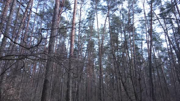 Trees in a Pine Forest During the Day Aerial View