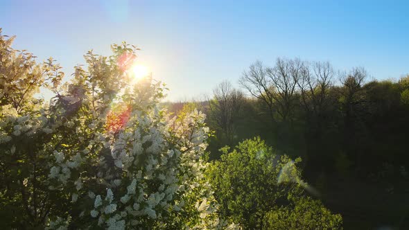 Aerial View of Blooming Garden with White Blossoming Trees in Early Spring at Sunset