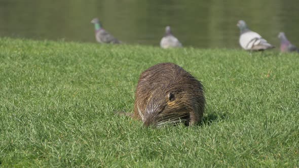 A beaver in the grass