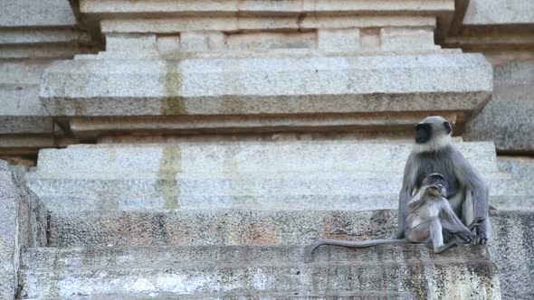 Cute monkeys sitting in front of temple in indian village hampi.