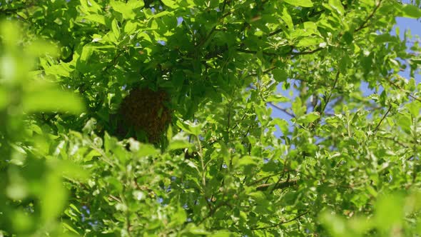 Bees Creating Hive on Tree Branch