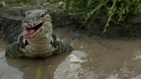 Asian water monitor closing mouth slow motion