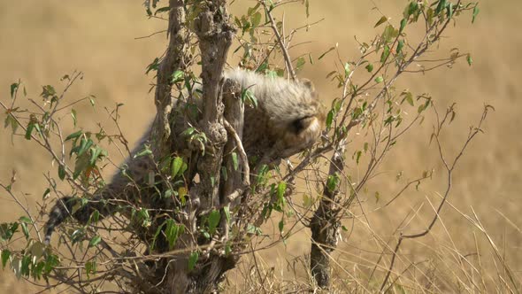 Cheetah cub in bushes 