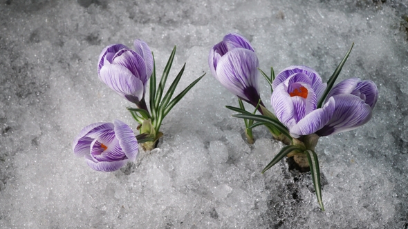 Snow Melting and Crocus Flower Blooming in Spring