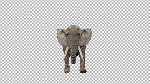 Elephant Walk to Camera  alt