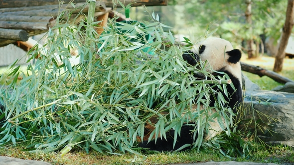 Big Panda Sits on the Ground, Eats Green Branches