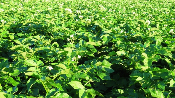 Beautiful Blooming Potato Field, Rural Scene