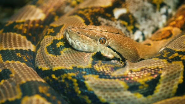 Asia's Giant Reticulated Python