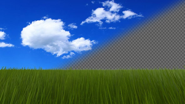 Green Grass Isolated alt
