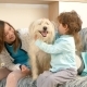 A Girl with a Boy Is Stroking a Dog - VideoHive Item for Sale