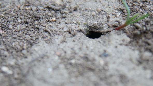 Ants Get Out of the Hole