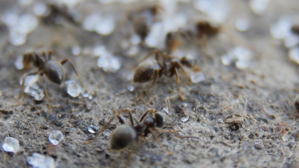 Ants Collect Sugar