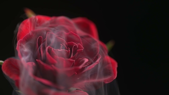 A Beautiful Rose with Smoke