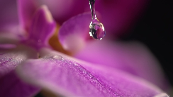 Purple Orchid Flower With Water Drops