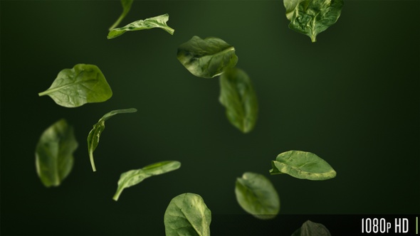 Handful of Healthy Green Spinach Leaves Tumbling Down Looping Background