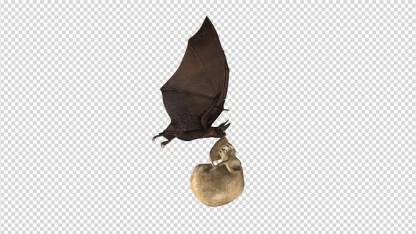 Bat with Skull - 4K Flying Loop - Side View