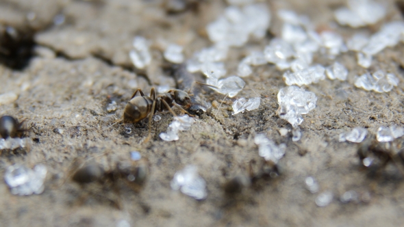 Ants Collect Sugar