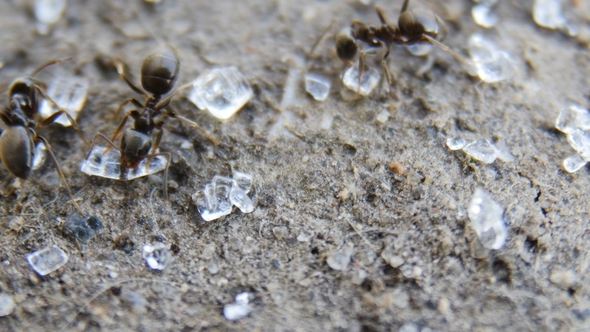 Ants Collect Sugar