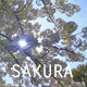 Under Sakura - VideoHive Item for Sale