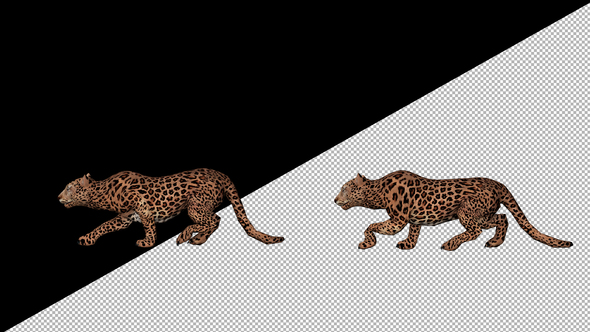 Leopard Hunt Walk alt