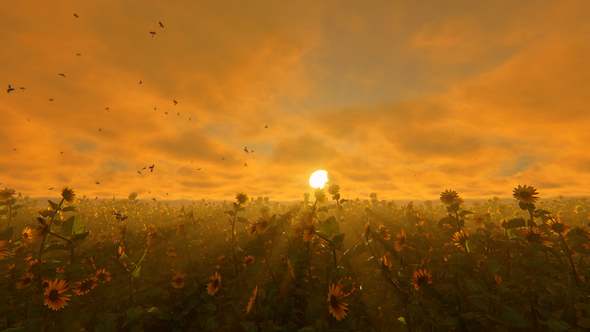 Field Of Sunflowers At Sunset alt