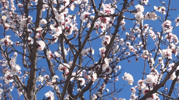 Spring Garden, Blooming Apricot Tree and Bees.