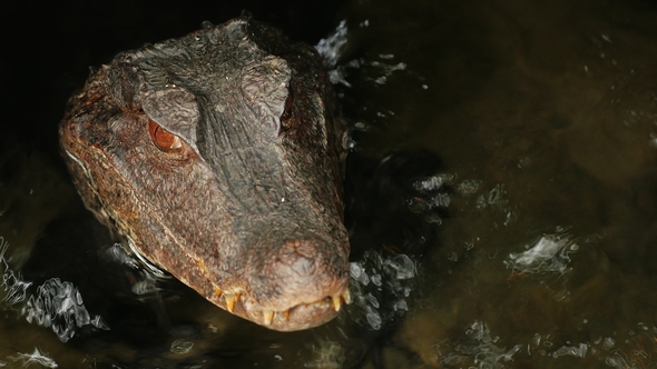 Portrait of a Crocodile. Froze in Water.