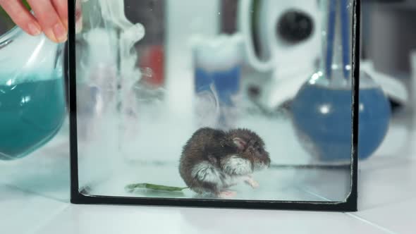 Closeup of Running Smoke From Flask Into a Glass Container with Mouse