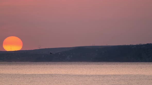 Sea Gull Ablatross Bird Silhouette Flying with on Sunset