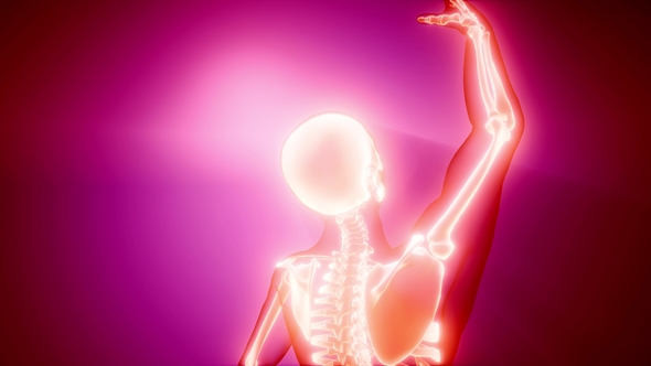 Human Bones Radiographic Scan alt