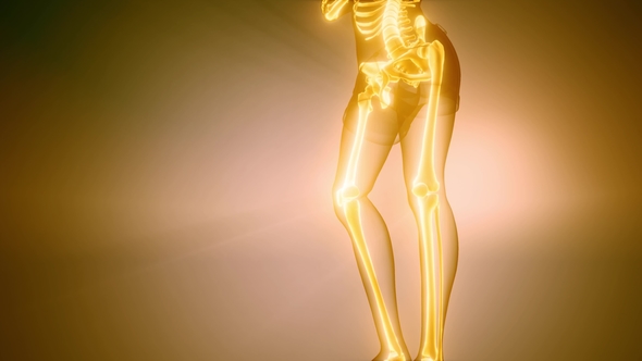 Human Bones Radiographic Scan alt