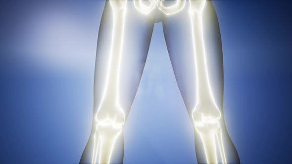 Human Bones Radiographic Scan alt